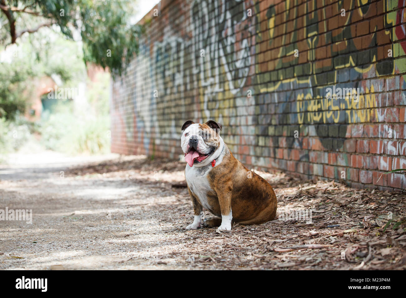 British Bulldog Foto Stock