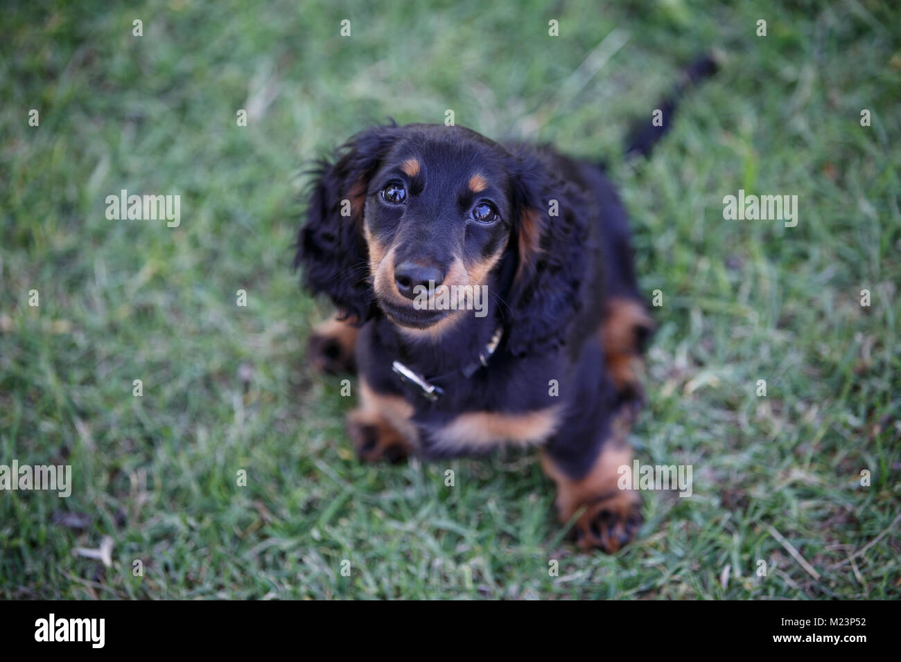 Femmina dai capelli lunghi miniatura Daschund puppy Foto Stock