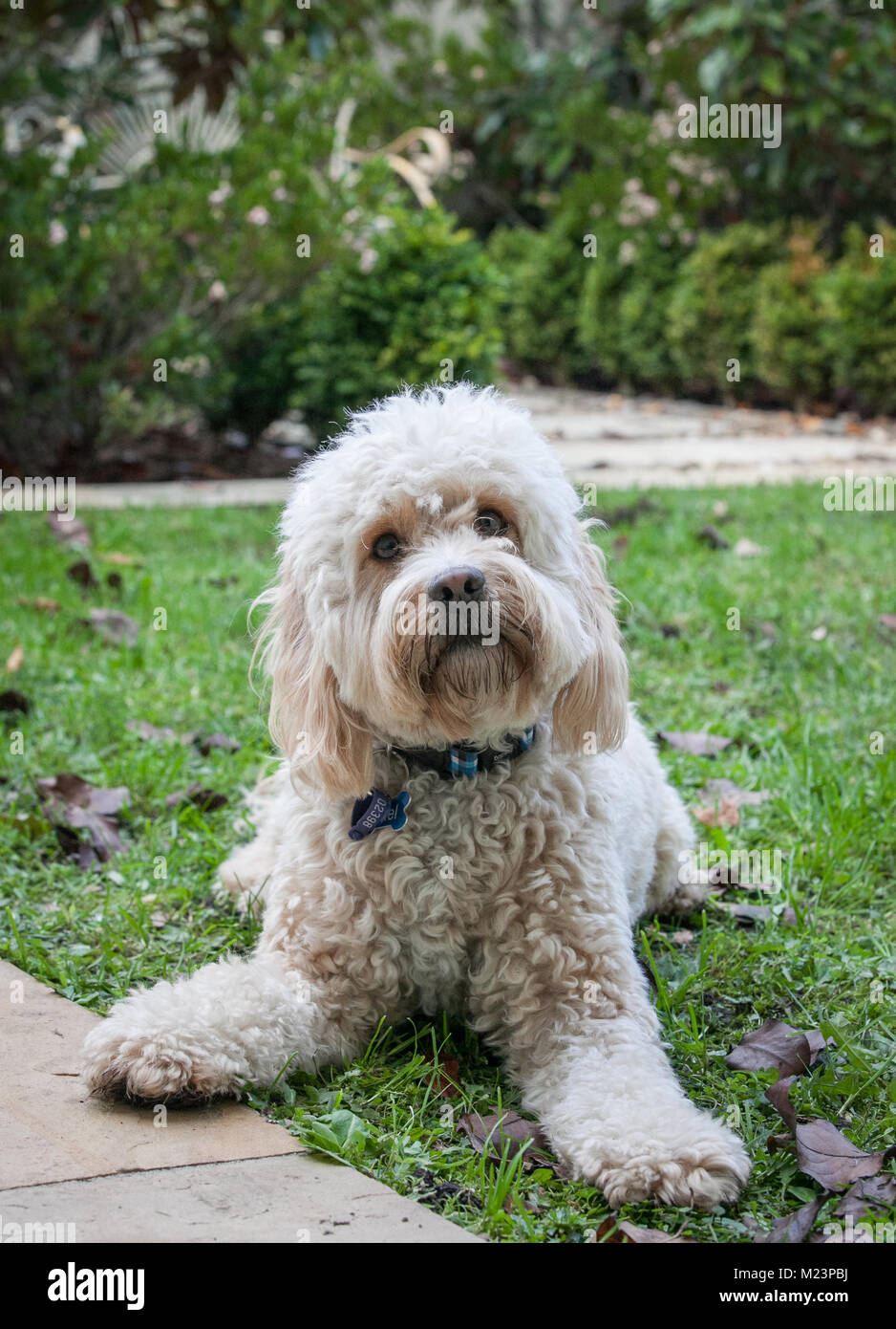 Spoodle cucciolo Foto Stock