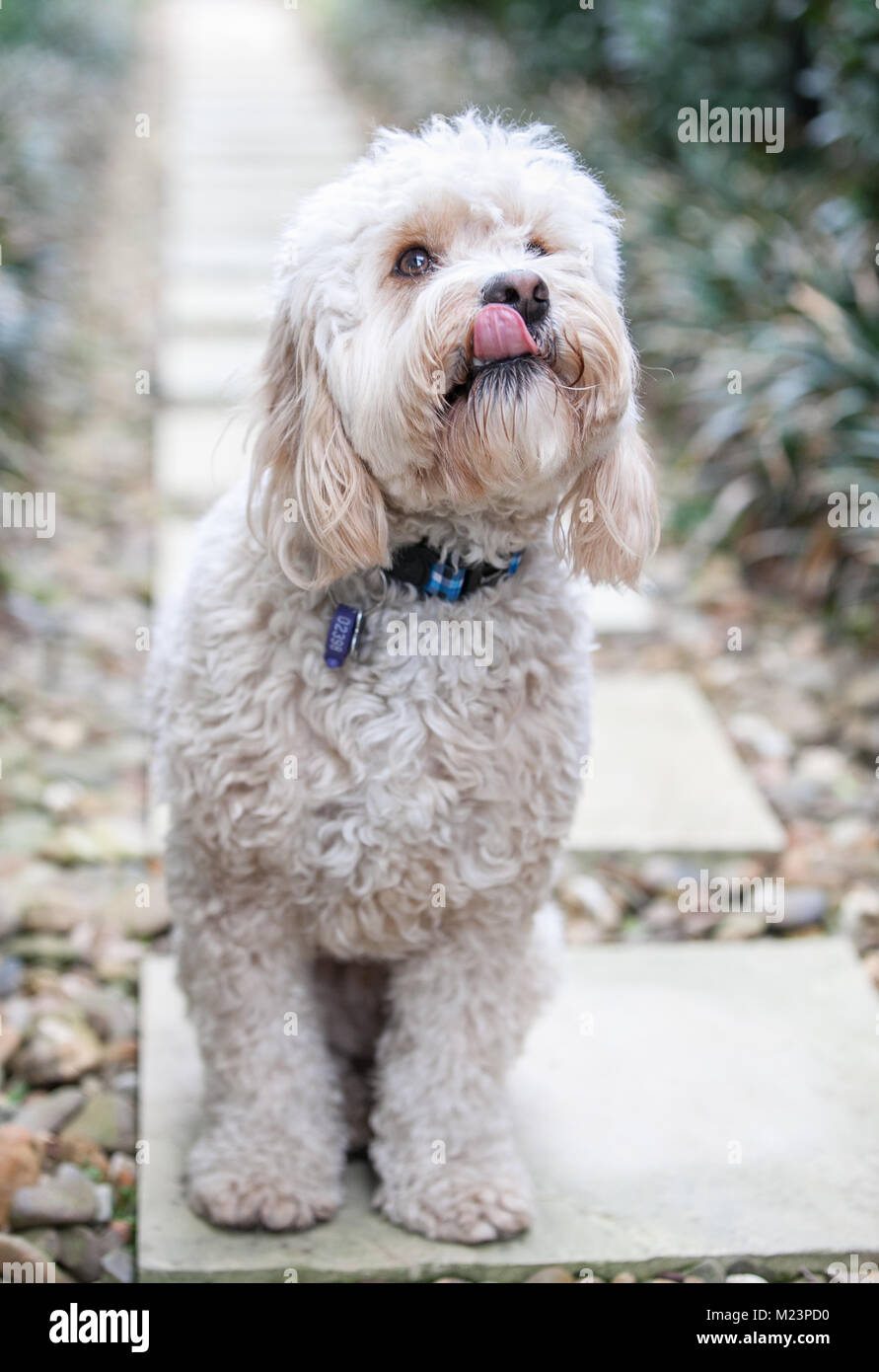 Spoodle spuntavano è la linguetta Foto Stock