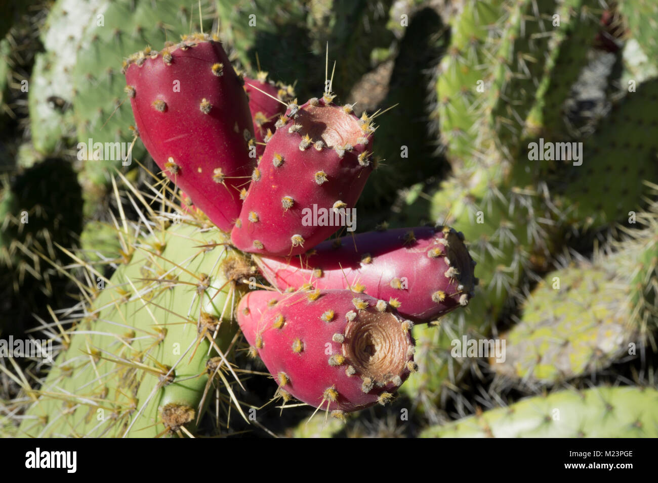 Primo piano di una coda di castoro, o il fico d'india, cactus Opuntia aff. prolifera, da Baja California, Messico. Foto Stock