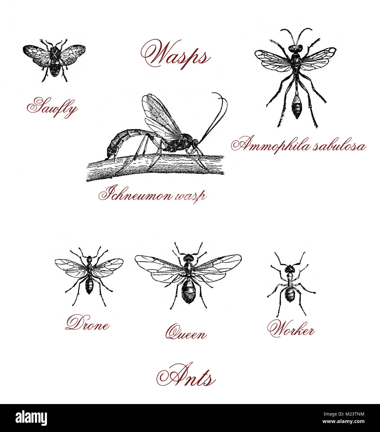Formiche e diversi tipi di vespe, illustrazione vintage Foto Stock