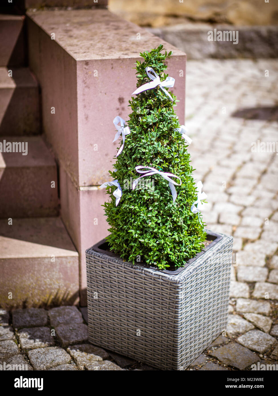 Il legno di bosso nella parte anteriore della porta Foto Stock