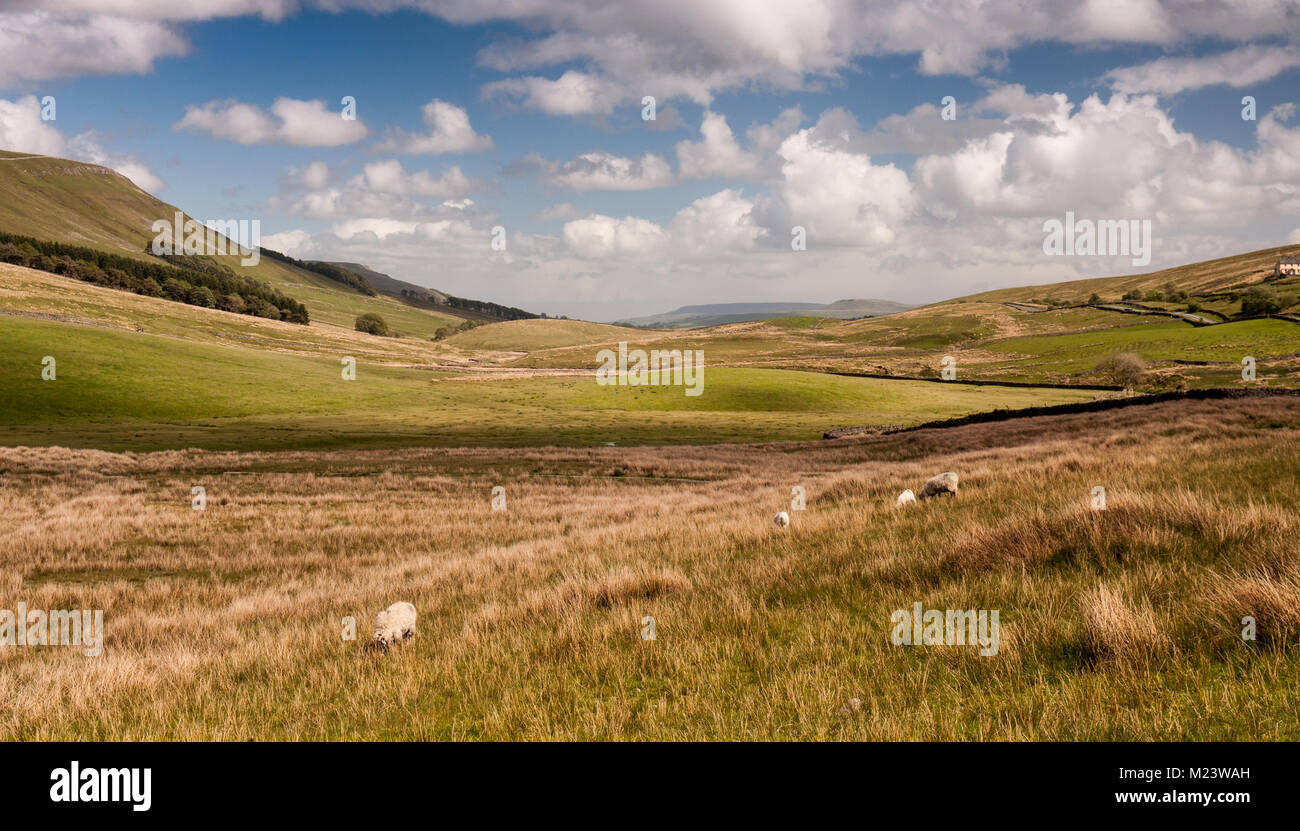 Pecore pascolano sul pascolo irregolare in una valle alla testa di Wensleydale e Garsdale in Inghilterra del Yorkshire Dales National Park. Foto Stock