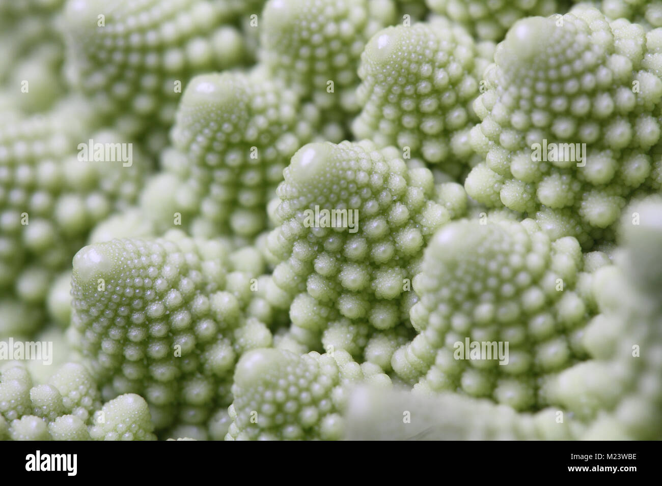 Cavolo romano Foto Stock