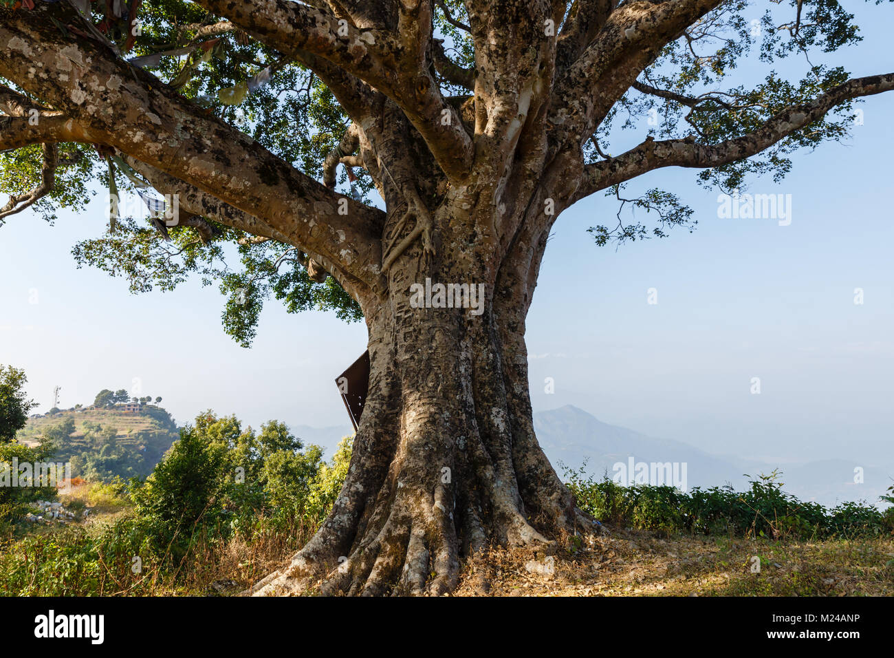 Grande tronco di albero Foto Stock