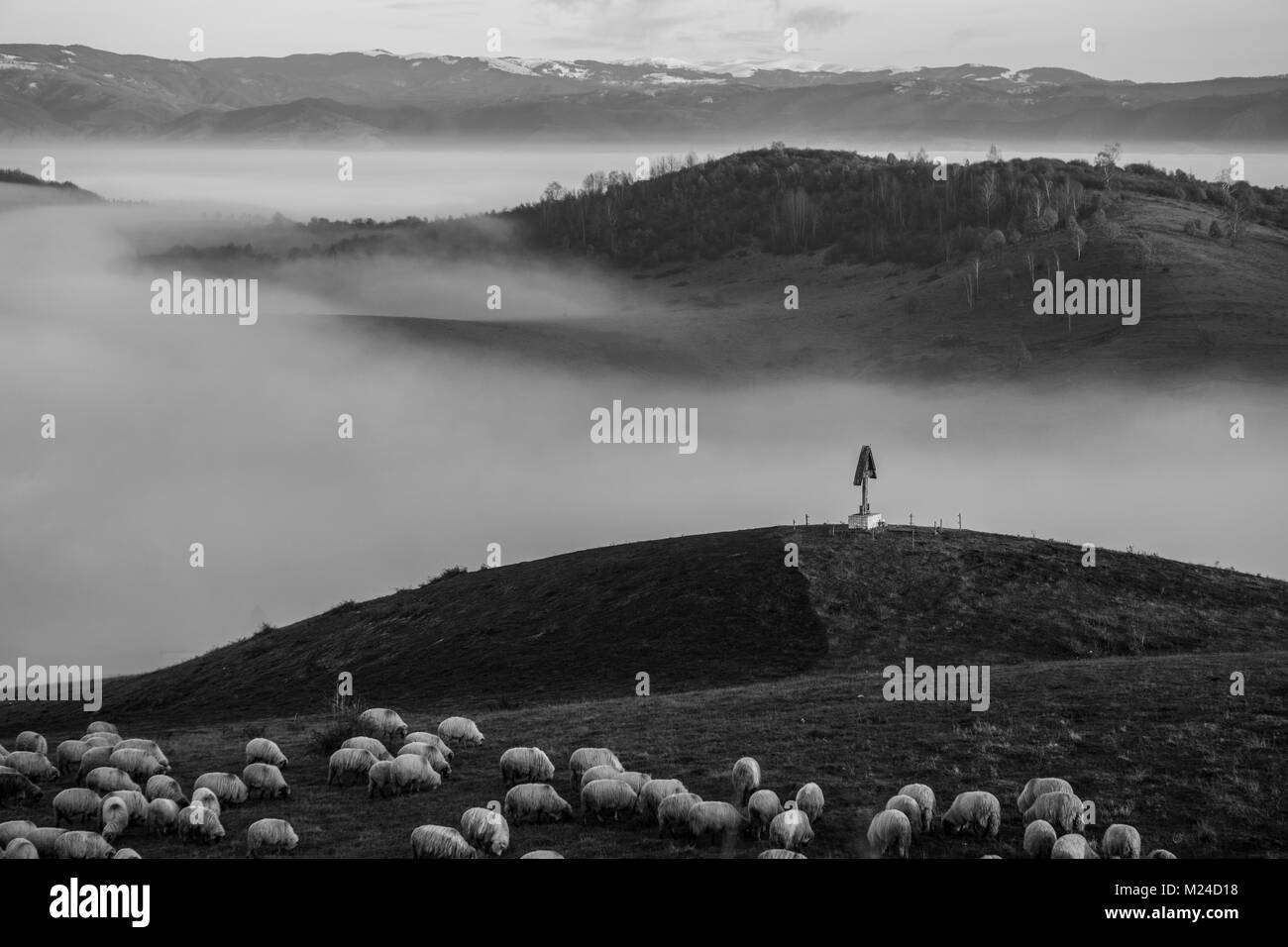 Pecore al pascolo su di una collina che si affaccia su una tavola di legno croce tradizionale e riempito di nebbia valle sottostante Foto Stock