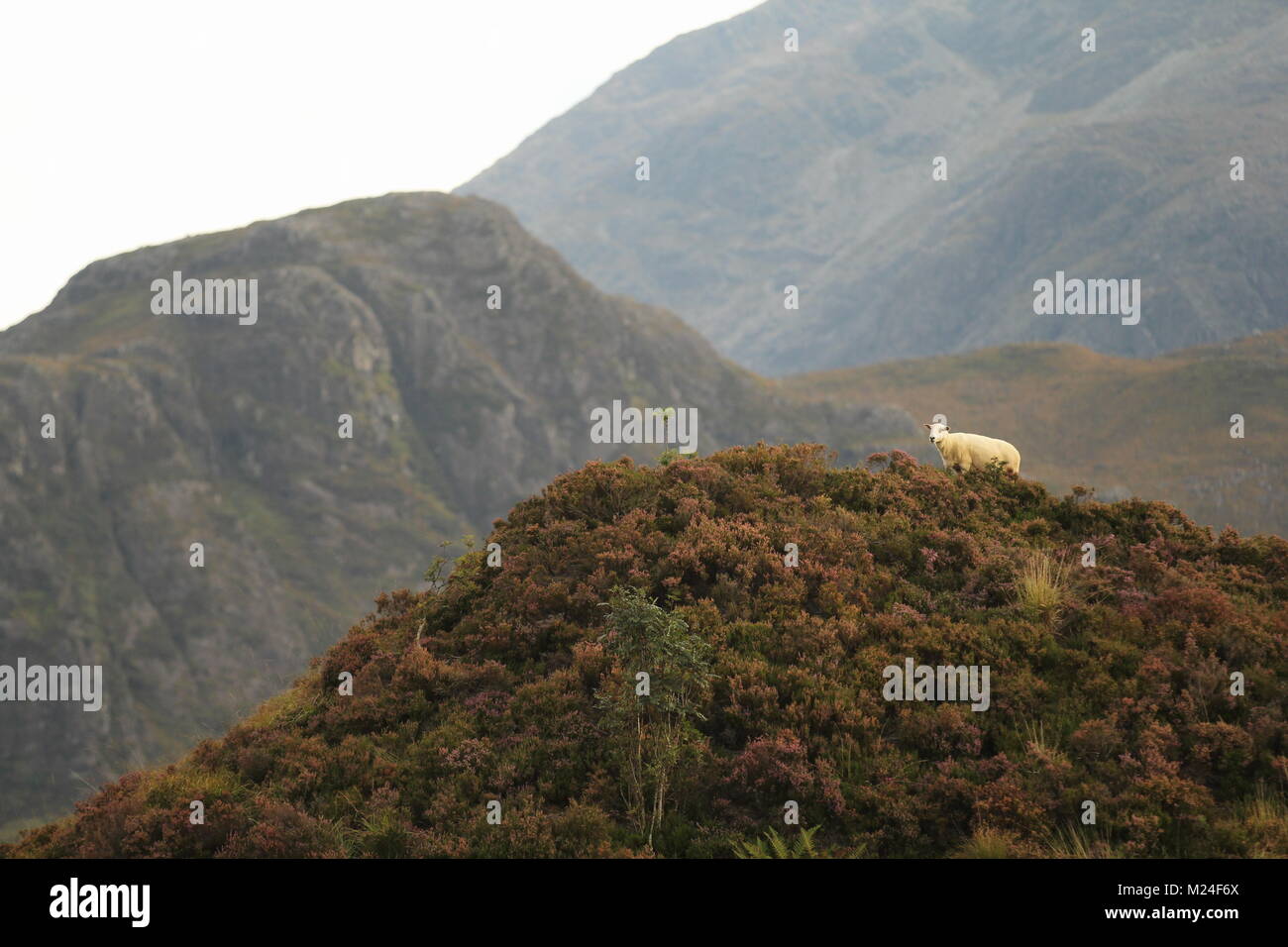 Pecora scozzese sulla collina Foto Stock