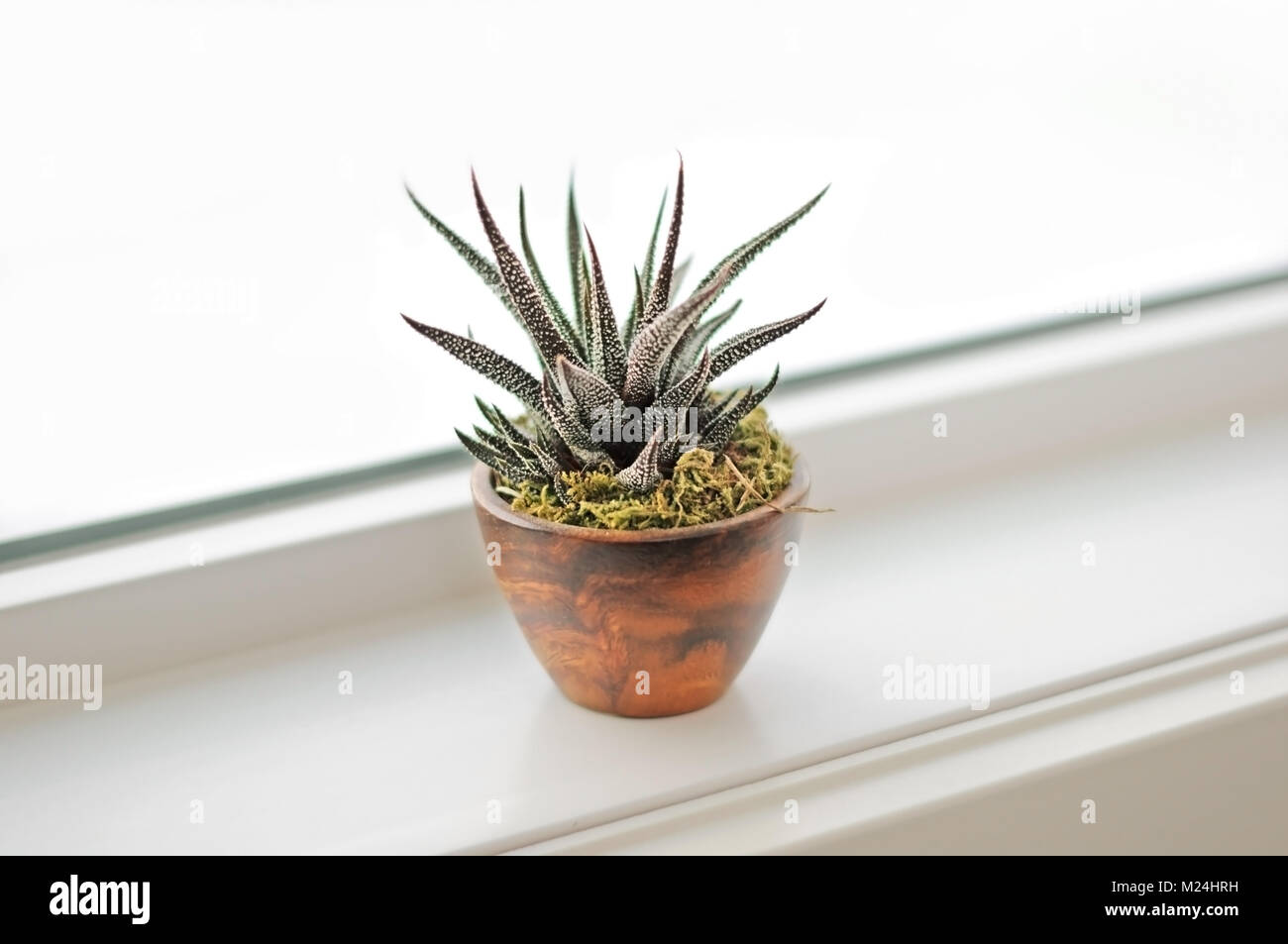 Piante succulente sul davanzale in bagno moderno. Calgary, Alberta, Canada. Foto Stock