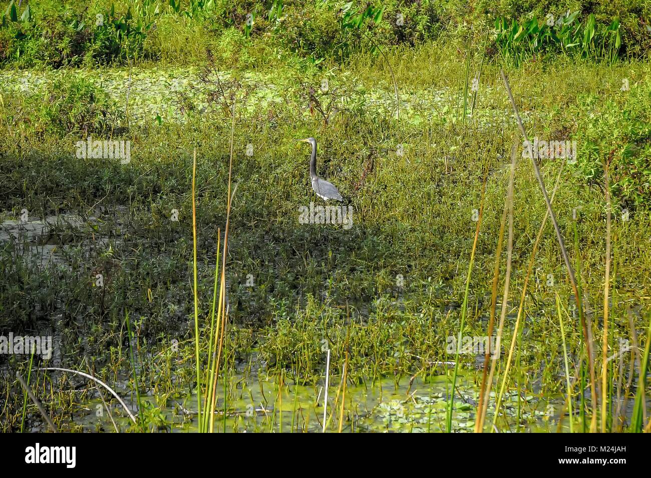 Airone tricolore (egretta tricolore) wading nella palude Foto Stock