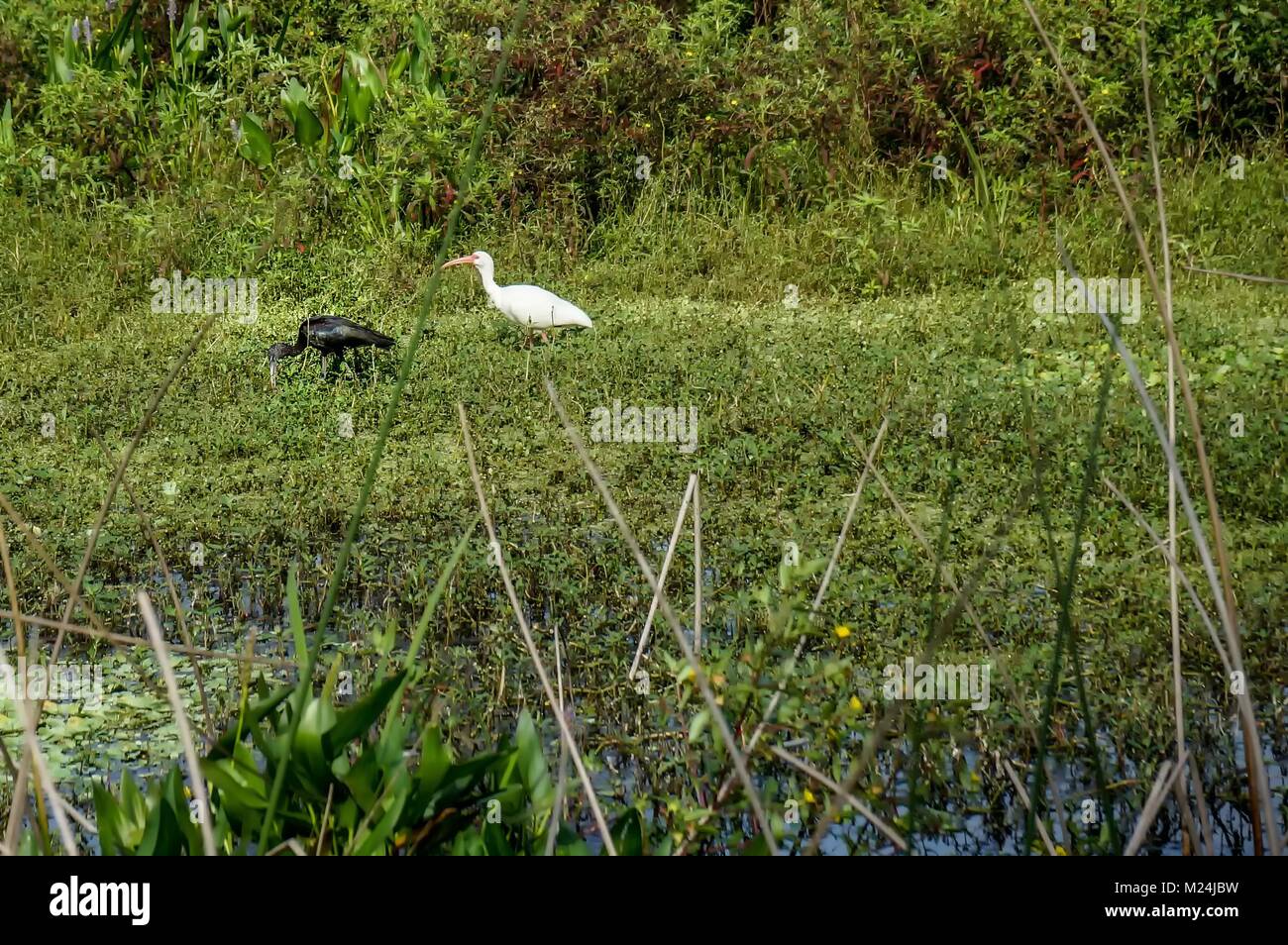 Due ibis uccelli trampolieri nella palude Foto Stock
