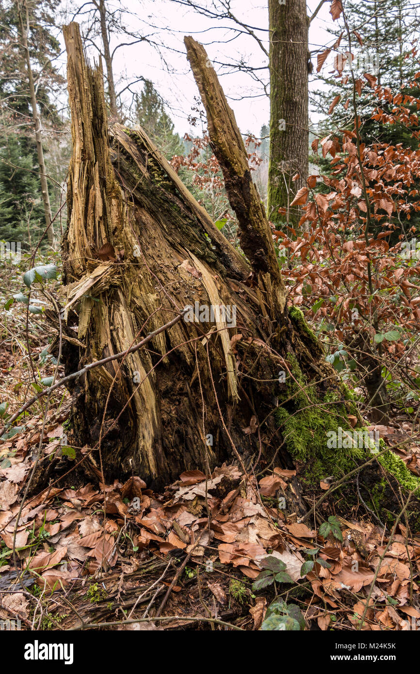 Tronco di albero in mezzo alla foresta Foto Stock
