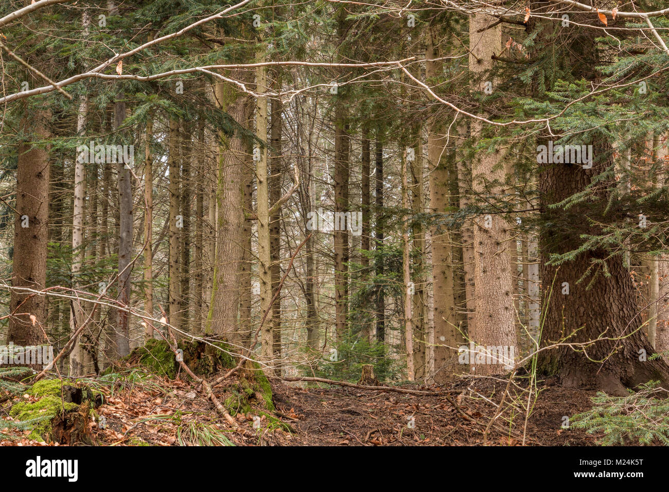 Alberi in mezzo alla foresta Foto Stock