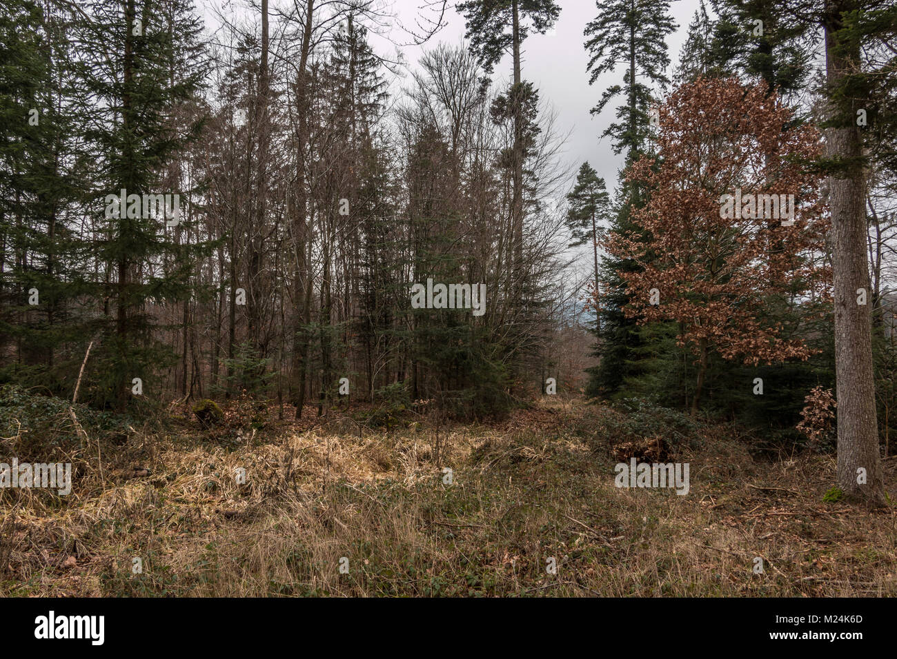 Alberi in mezzo alla foresta Foto Stock