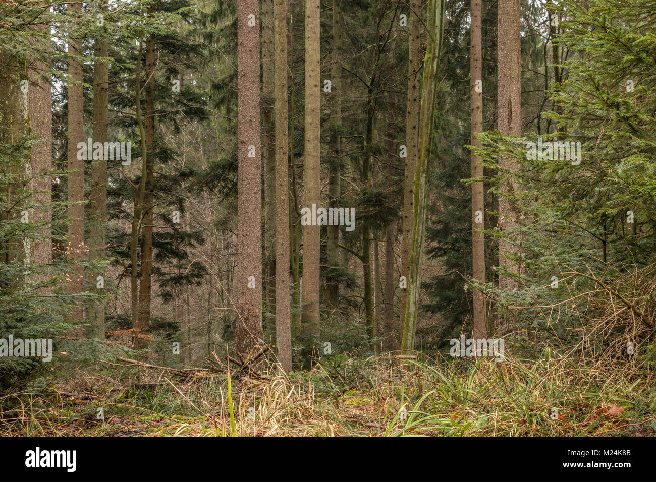 Alberi in mezzo alla foresta Foto Stock