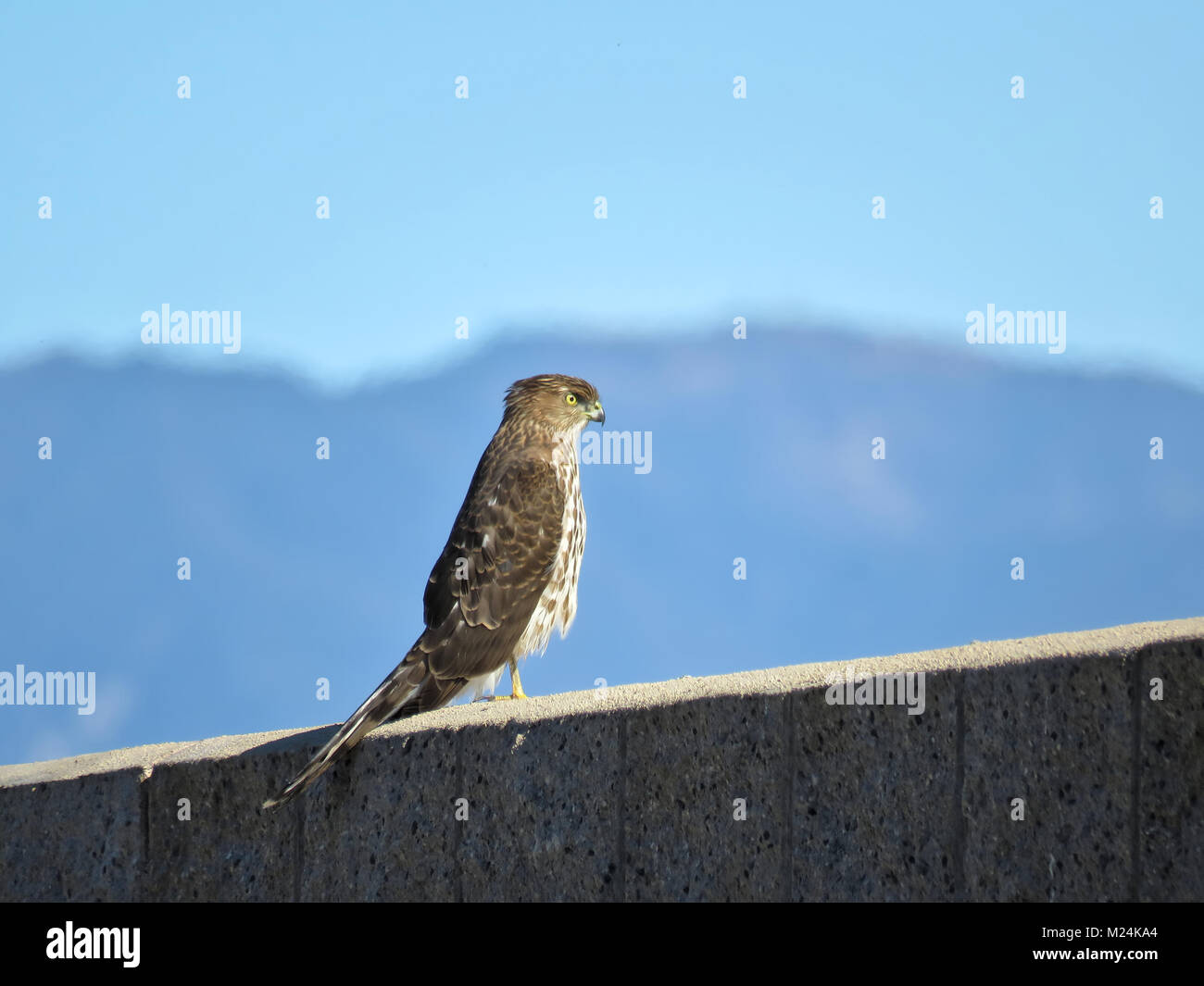 Immaturo Cooper's hawk (Accipiter cooperii) appollaiate su una parete nella California del Sud Foto Stock