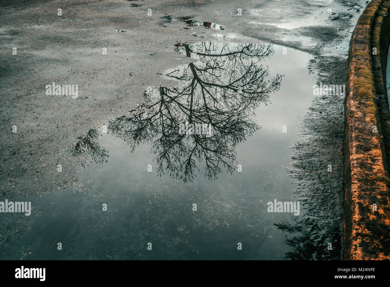 Pozza d'acqua su asfalto e la vecchia strada che riflette un albero a foglie decidue in inverno Foto Stock