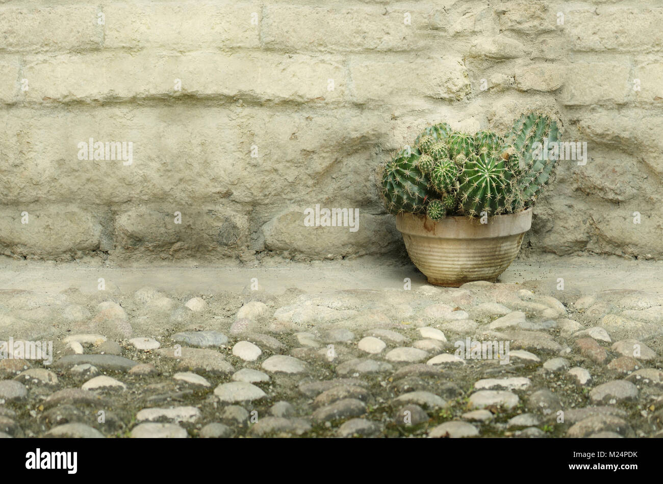 Un vaso di bellissimi cactus su ciottoli e un vecchio muro di mattoni Foto Stock