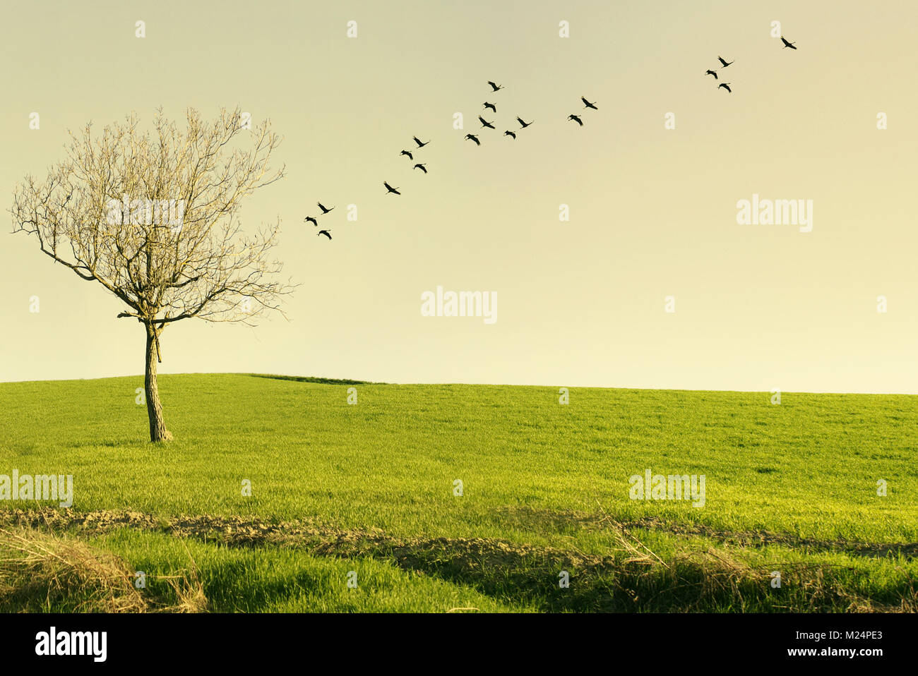 Bellissimo paesaggio poetico con un albero isolato in un prato e gli uccelli in volo al tramonto Foto Stock