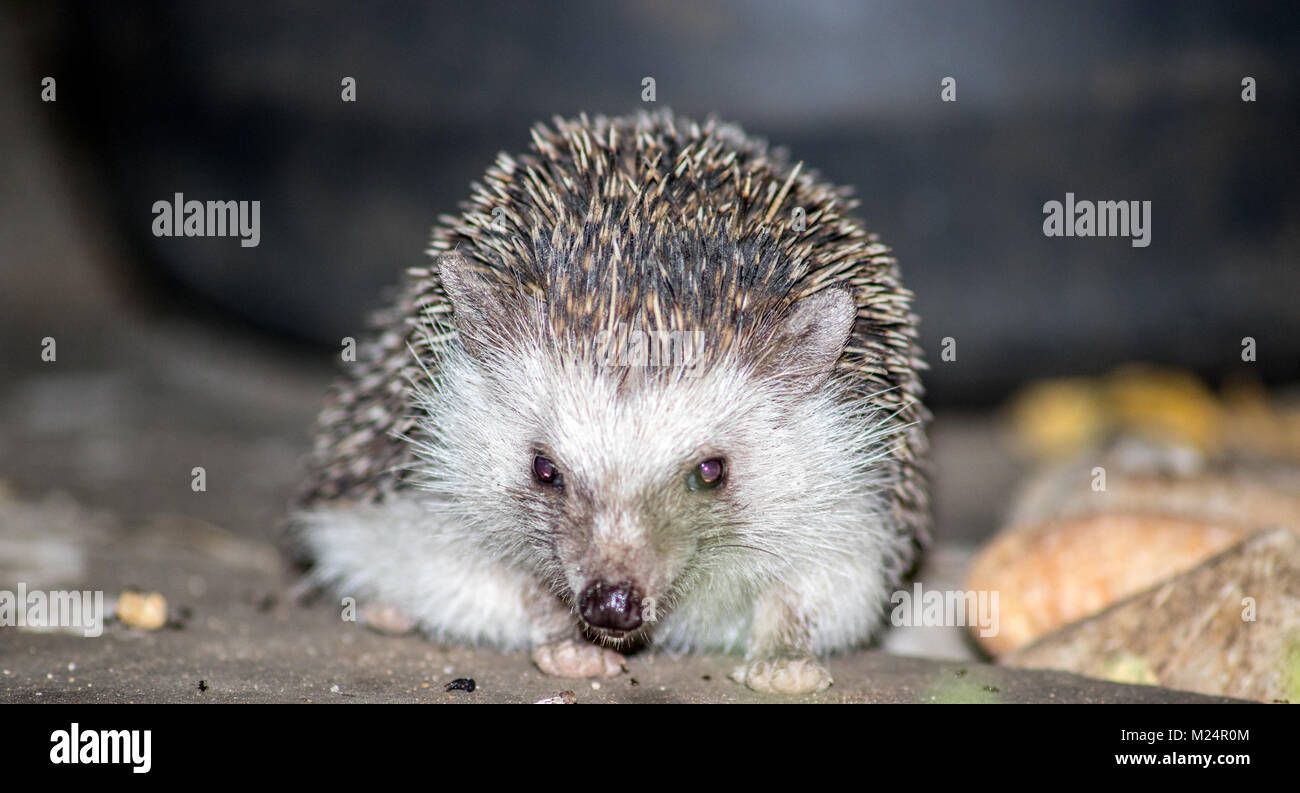 Un africano riccio godendo della sua cena di biscotti cat Foto Stock