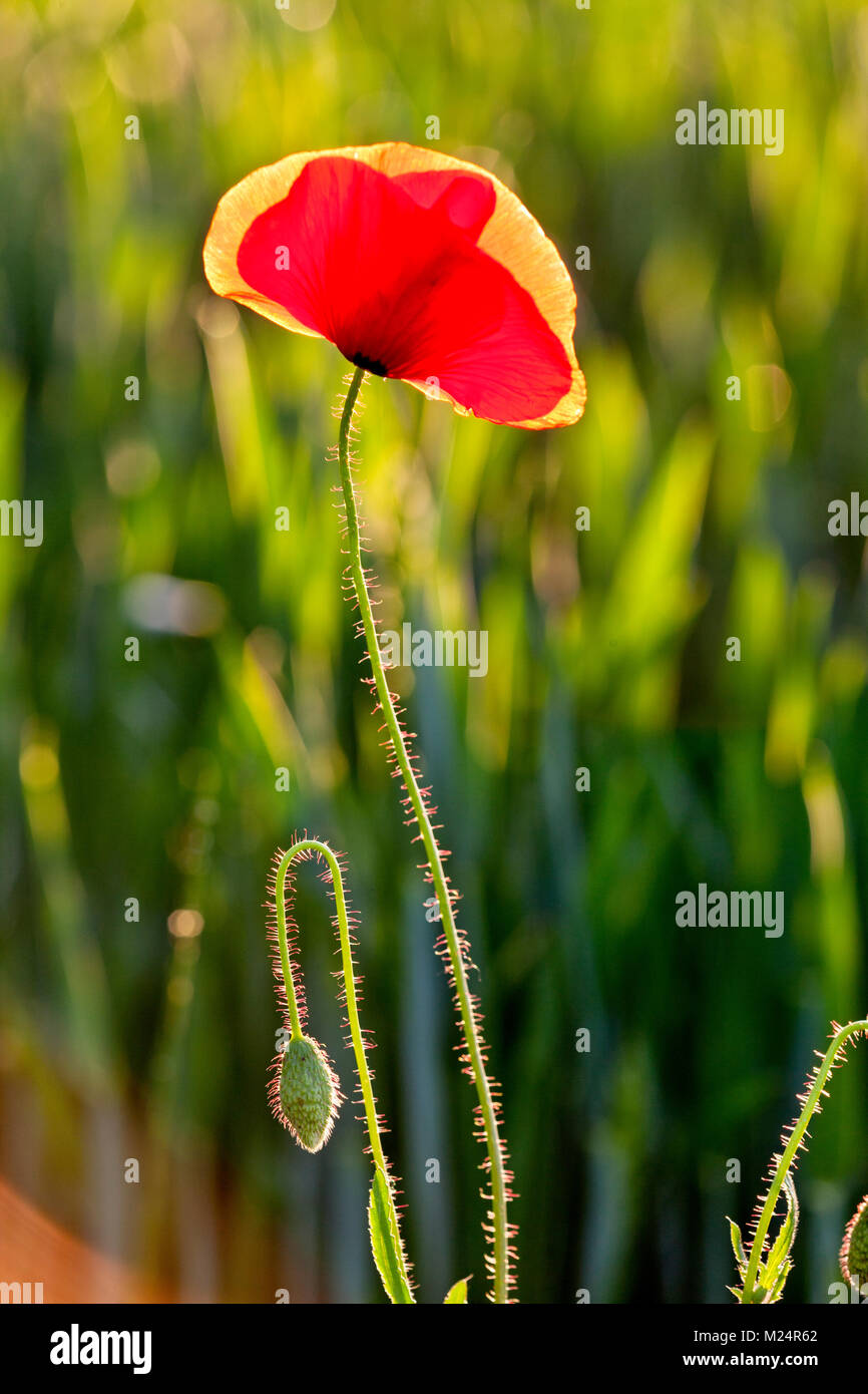 Rosso papavero, Klatschmohn, Papaver rhoeas Foto Stock