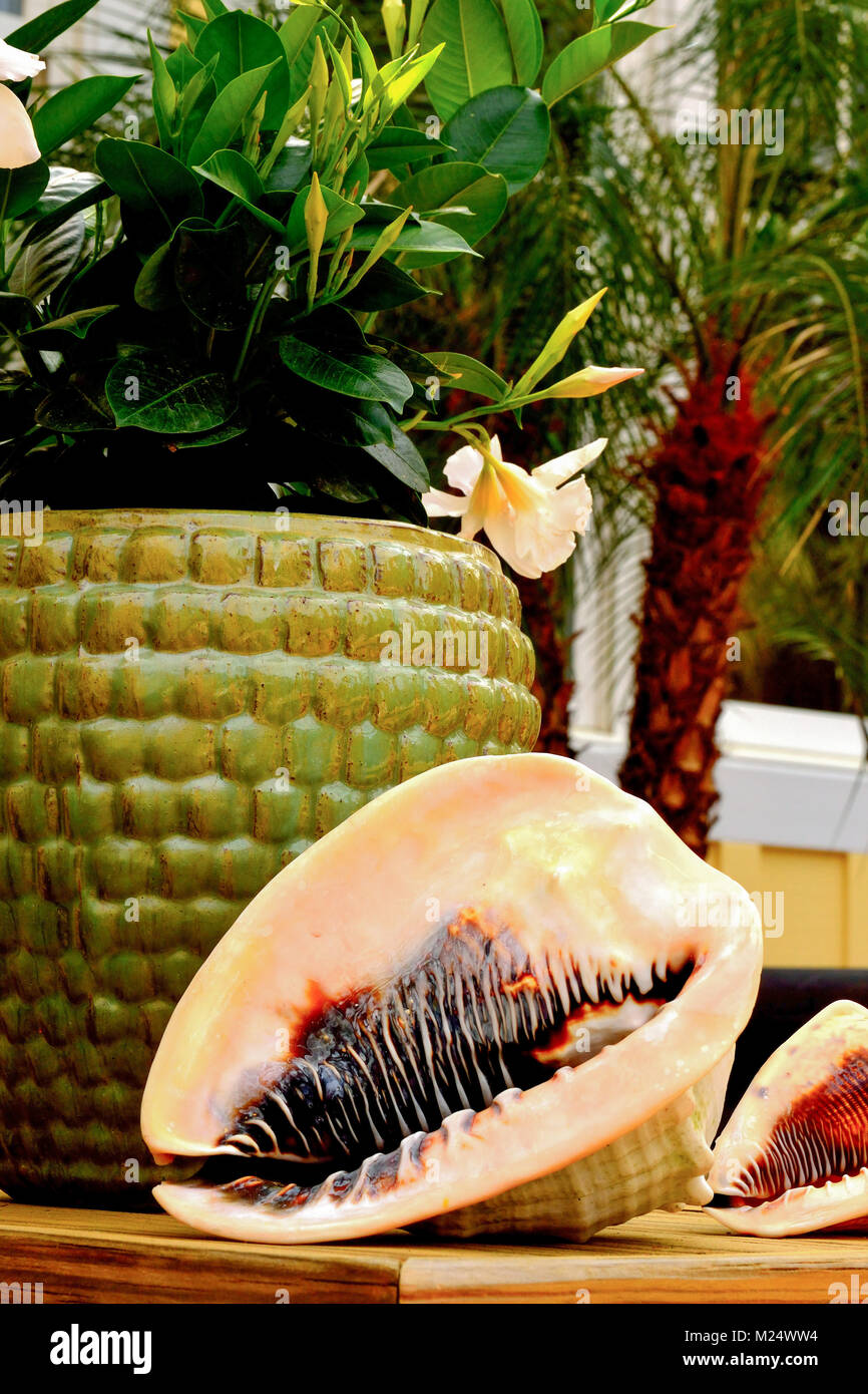 Disposizione dei gusci di estate e di piante tropicali in una casa da sogno Foto Stock
