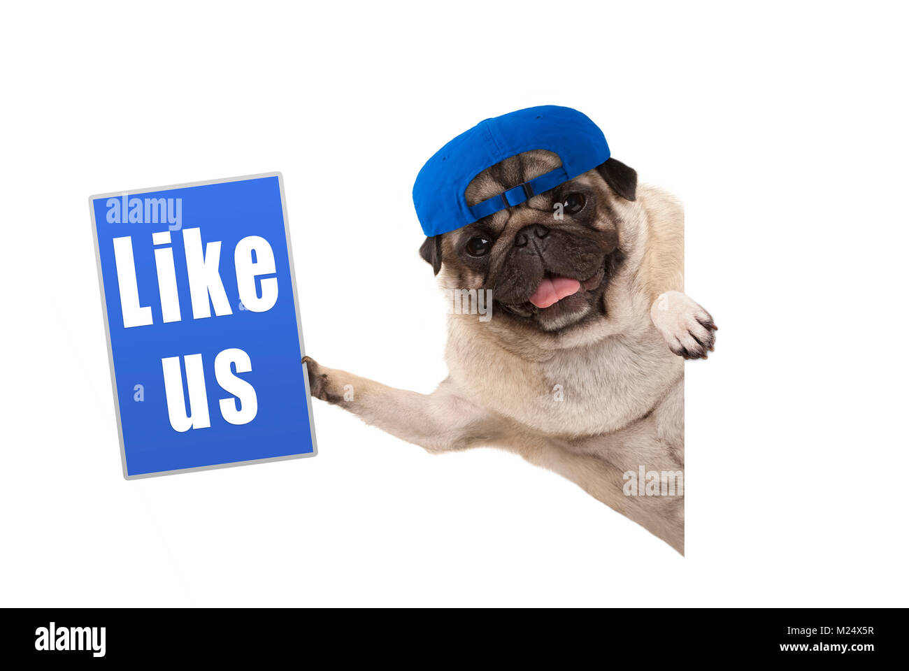 Frolic pug cucciolo di cane tenendo su blu come noi segno, appeso lateralmente dal banner bianco, isolato Foto Stock