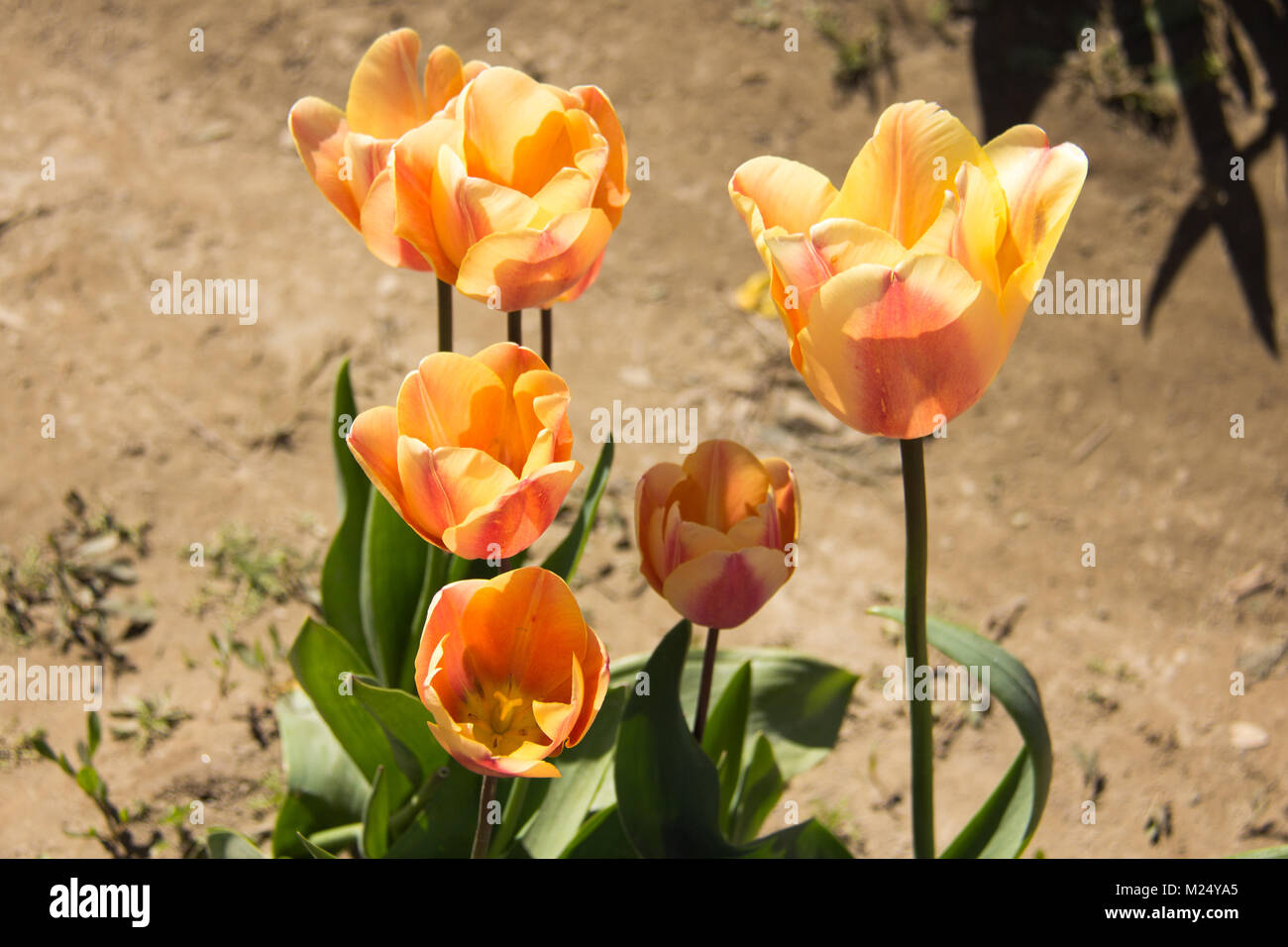 La Skagit valley tulip festival in Mount Vernon nello Stato di Washington. Foto Stock