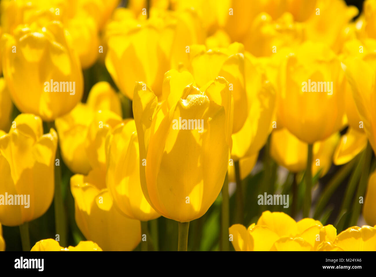 La Skagit valley tulip festival in Mount Vernon nello Stato di Washington. Foto Stock