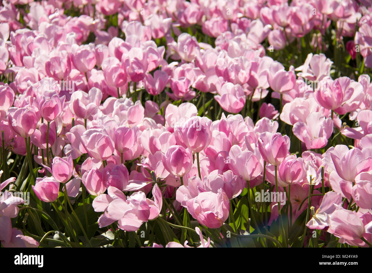 La Skagit valley tulip festival in Mount Vernon nello Stato di Washington. Foto Stock