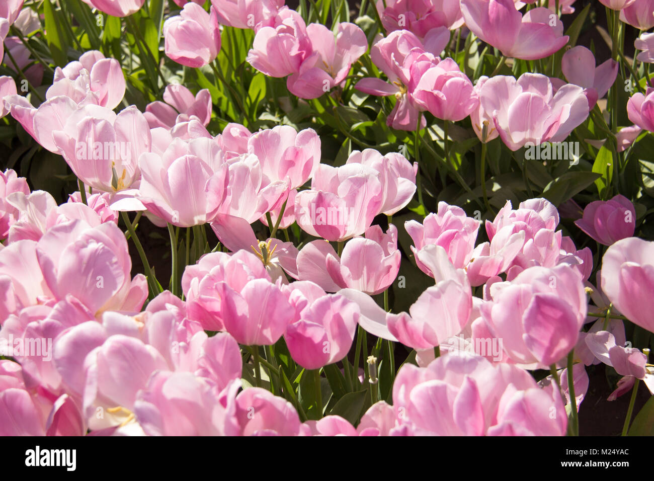 La Skagit valley tulip festival in Mount Vernon nello Stato di Washington. Foto Stock