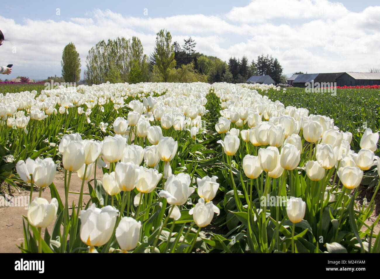 La Skagit valley tulip festival in Mount Vernon nello Stato di Washington. Foto Stock