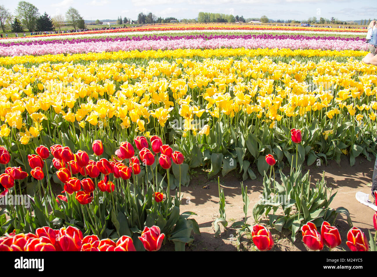 La Skagit valley tulip festival in Mount Vernon nello Stato di Washington. Foto Stock