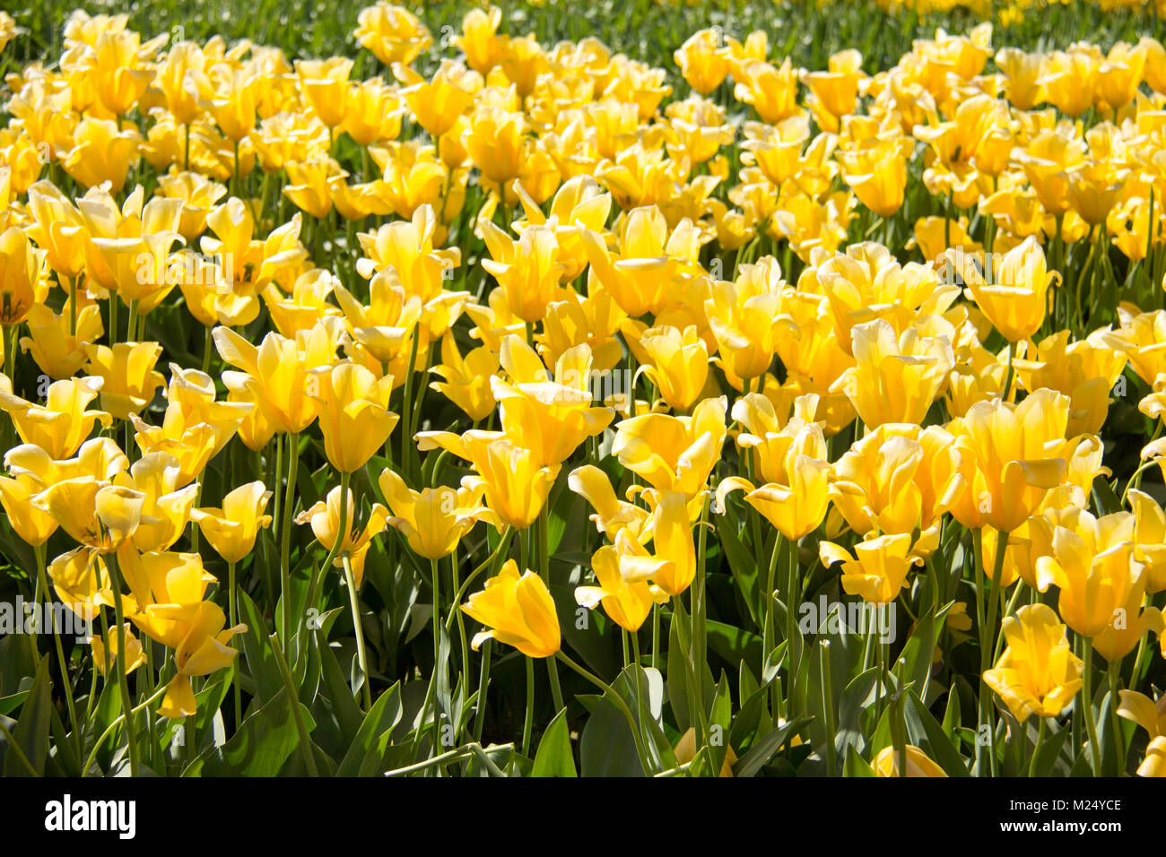La Skagit valley tulip festival in Mount Vernon nello Stato di Washington. Foto Stock