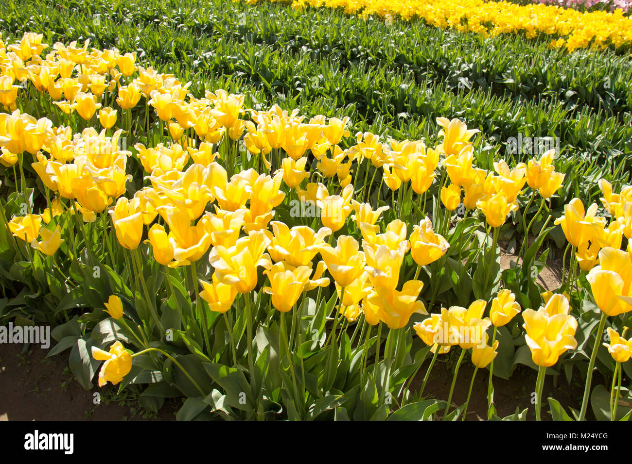 La Skagit valley tulip festival in Mount Vernon nello Stato di Washington. Foto Stock