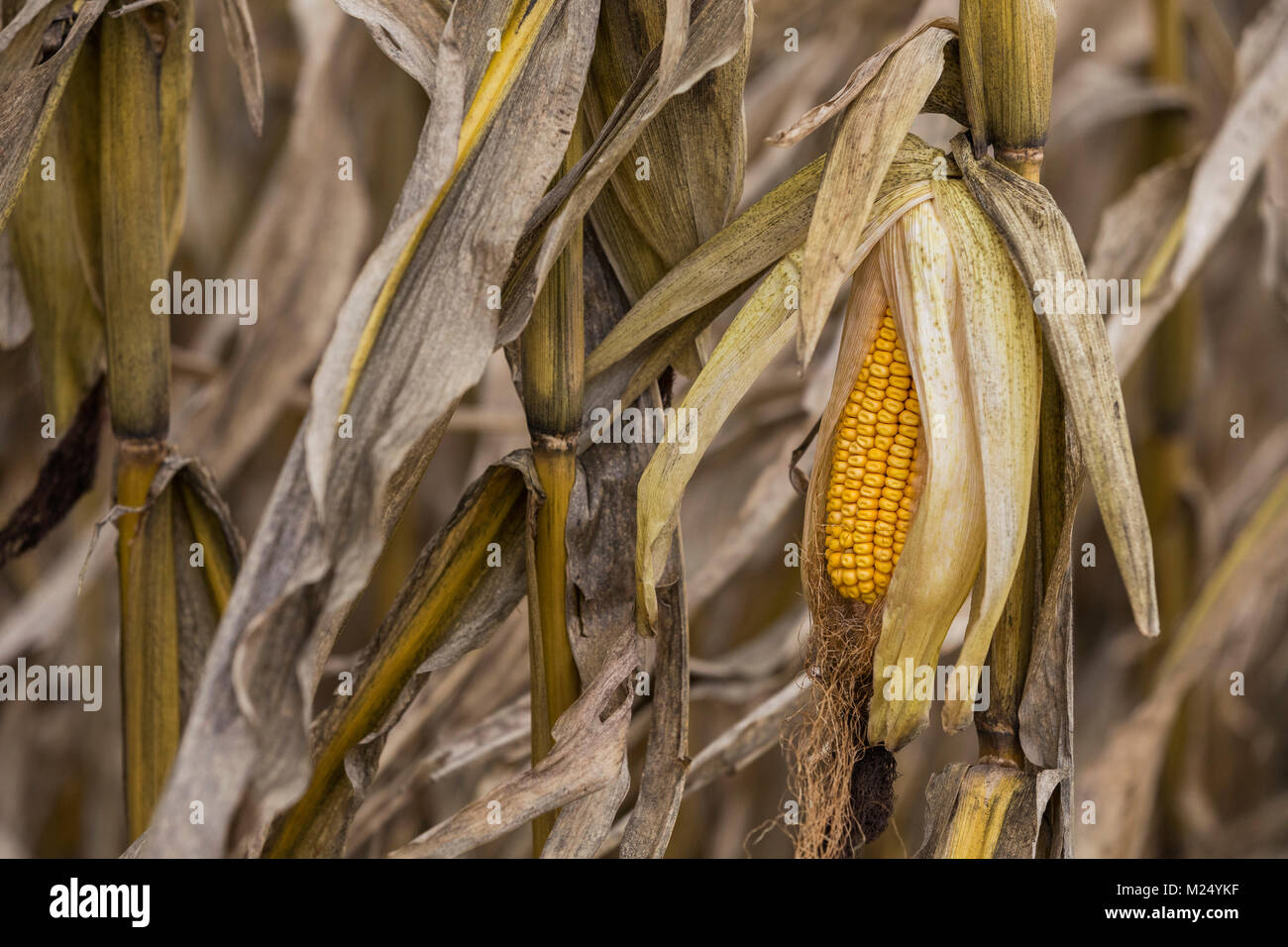 Close-up di una pannocchia di mais Foto Stock