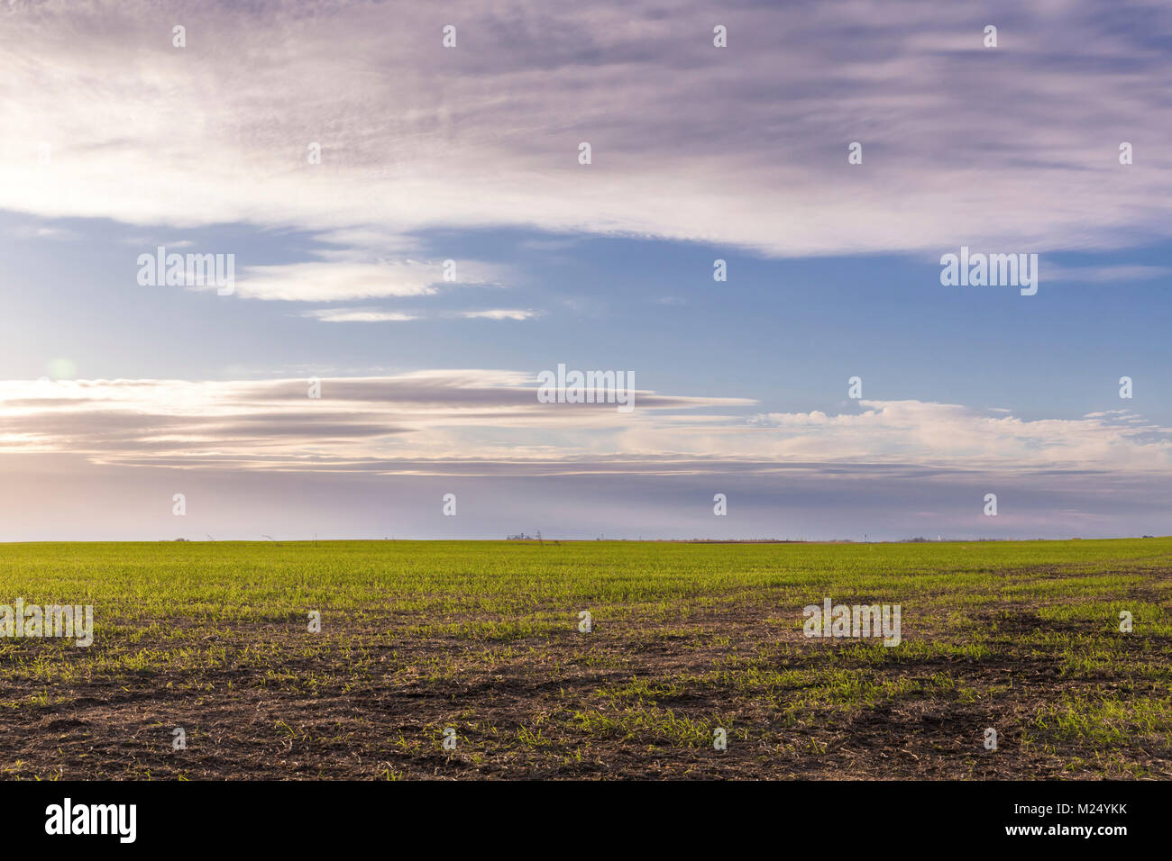 Sunrise Vista del Campo Arato con coperchio verde raccolto, agricoltura rigenerativa Foto Stock