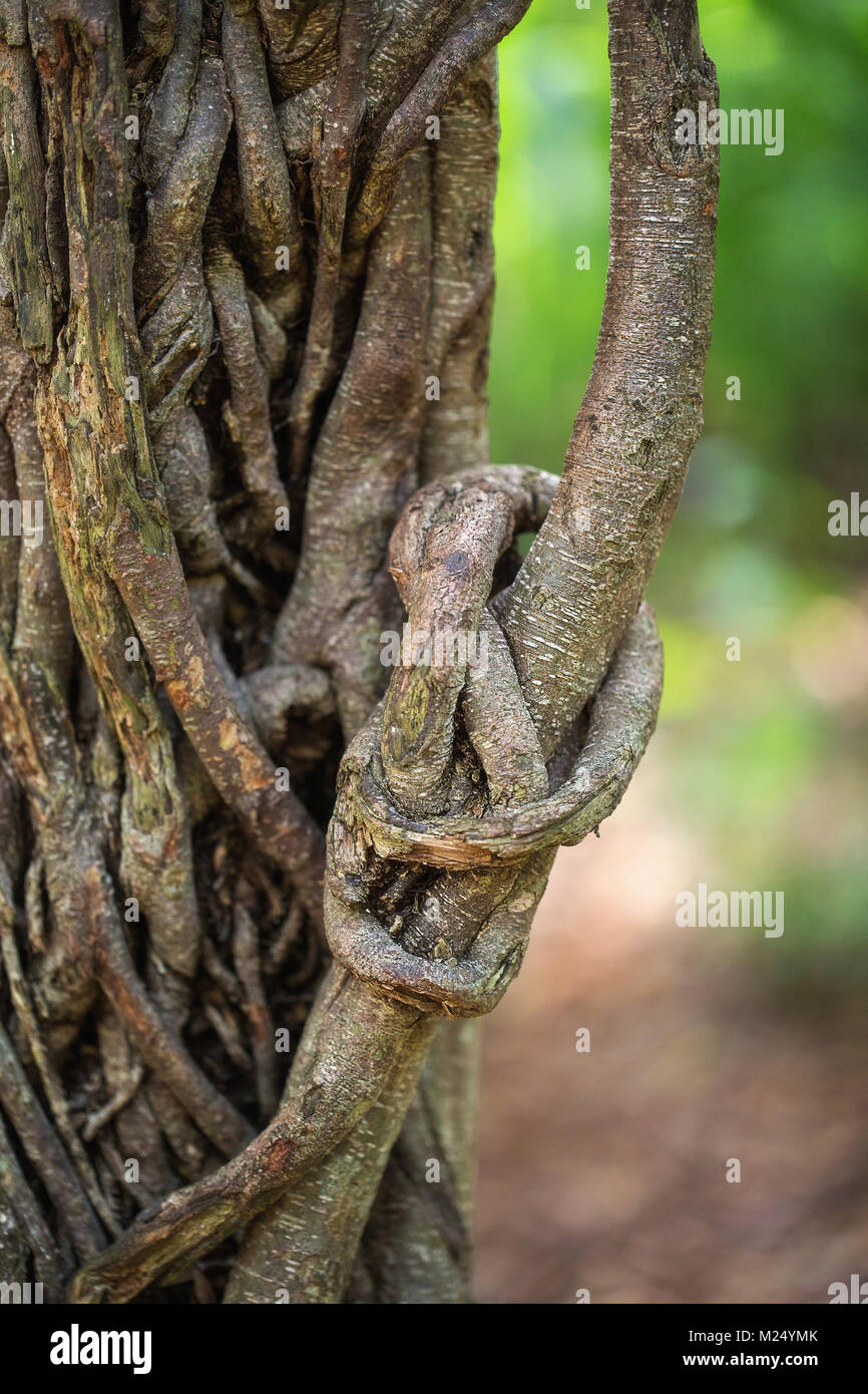Chiudere il nodo su un Banyan Tree in Oahu, Hawaii Foto Stock