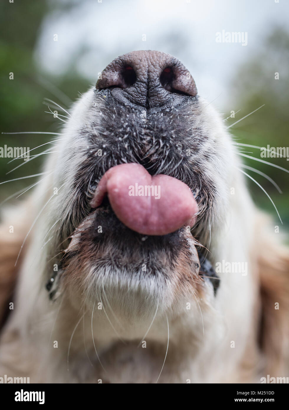 Il Golden Retriever attaccare fuori la linguetta Foto Stock