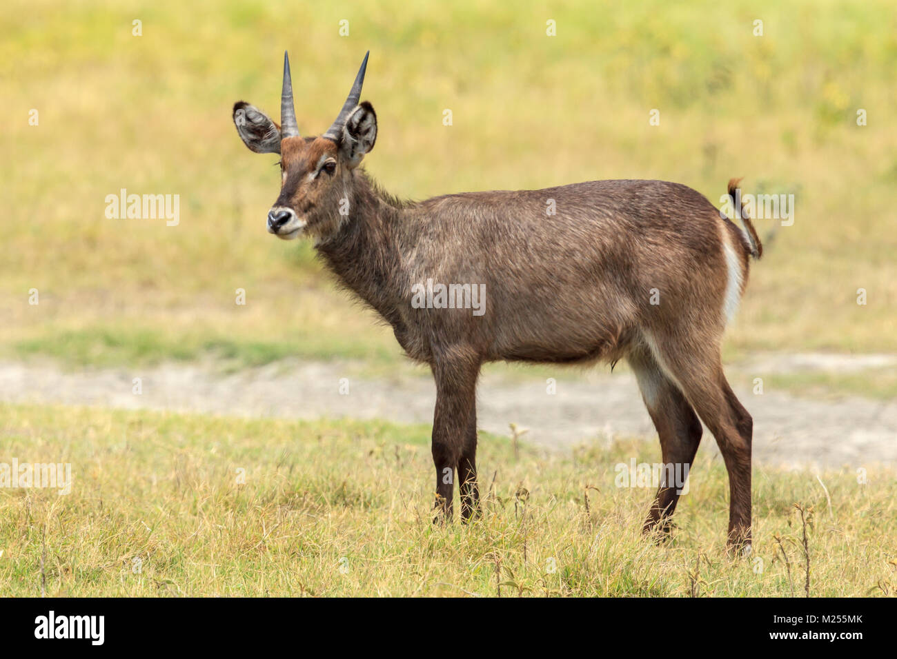 Il waterbuck è una grande antilope trovato ampiamente in Africa sub-sahariana. Esso è disposto in genere Kobus della famiglia bovidi. Foto Stock