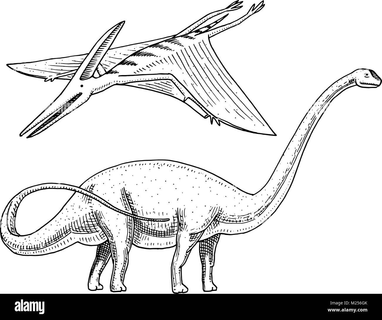 Dinosauro Brachiosaurus o sauropod, Plateosaurus, Diplodocus, Apatosaurus, pteranodonte, scheletri, fossili, alato lizard. American rettili preistorici, Jurassic incisi animali disegnati a mano il vettore. Illustrazione Vettoriale