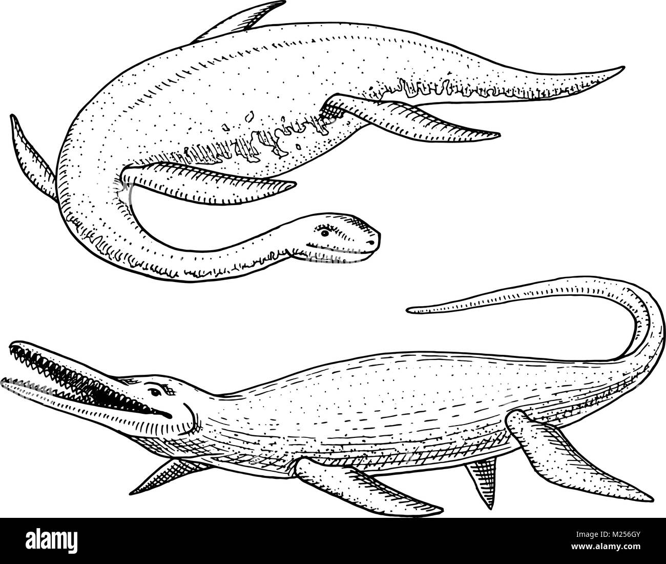 I dinosauri Elasmosaurus Mosasaurus scheletri fossili alato lizard American rettili preistorici