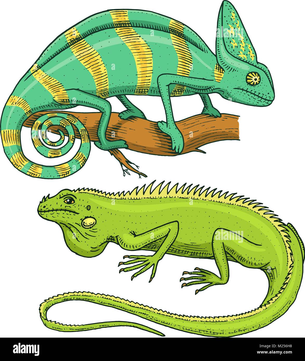 Chameleon lucertola verde americano iguana, rettili o serpenti. specie di erbivori. illustrazione vettoriale per prenotare o pet store, zoo. incisi disegnati a mano nel vecchio sketch. Illustrazione Vettoriale