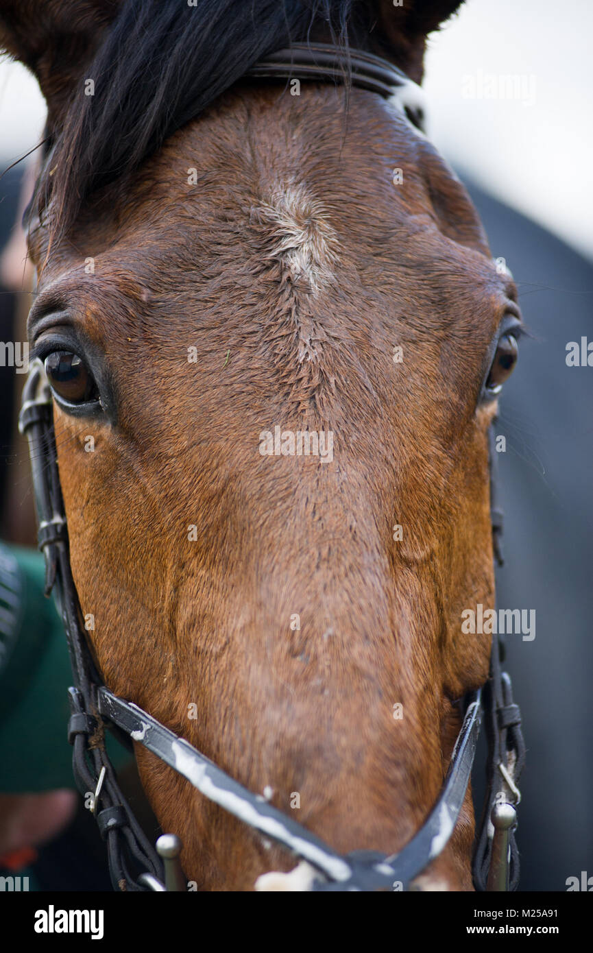 Milborne St Andrew, Dorset, Regno Unito, 4 febbraio 2018. Un cavallo nel paddock dopo la gara a sud Dorset Hunt punto-punto di incontro di gara. © David Partridge / Alamy Live News Foto Stock