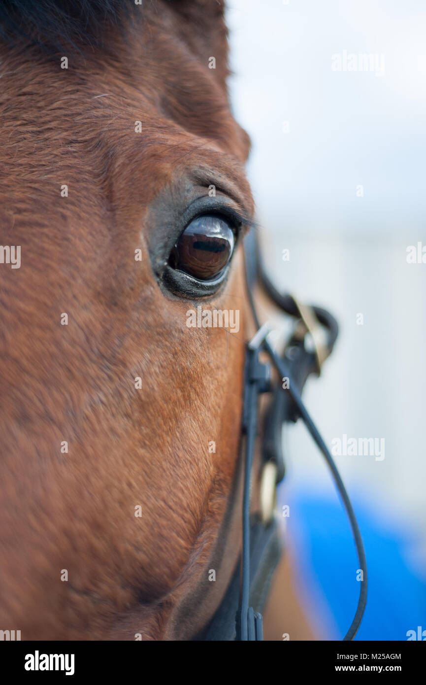 Milborne St Andrew, Dorset, Regno Unito, 4 febbraio 2018. Un occhio di cavalli nel paddock presso il South Dorset Hunt punto-punto di incontro di gara. © David Partridge / Alamy Live News Foto Stock