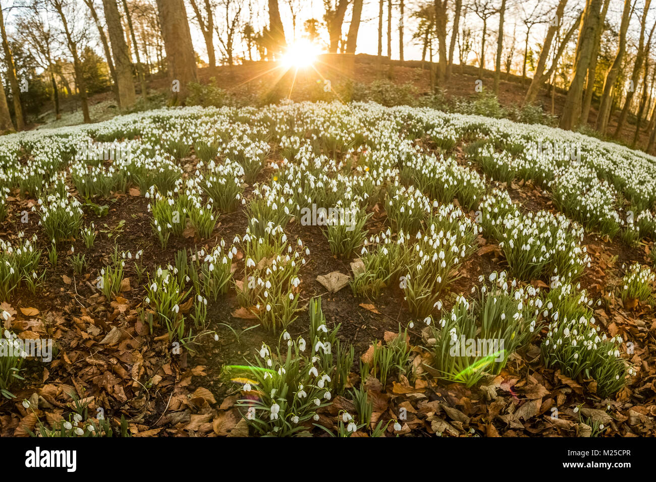 Giardino in stile rococò in Painswick, UK. 5 febbraio 2018 e il giardino in stile rococò in Painswick, Gloucestershire rivive con il suo incredibile display annuale di Bucaneve. Credito: David Broadbent/Alamy Live News Foto Stock