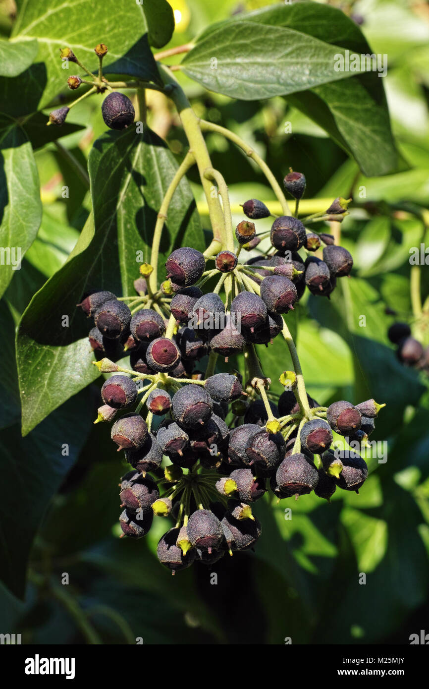 Bacche e foglie di Atlantic ivy impianto in inverno Foto Stock