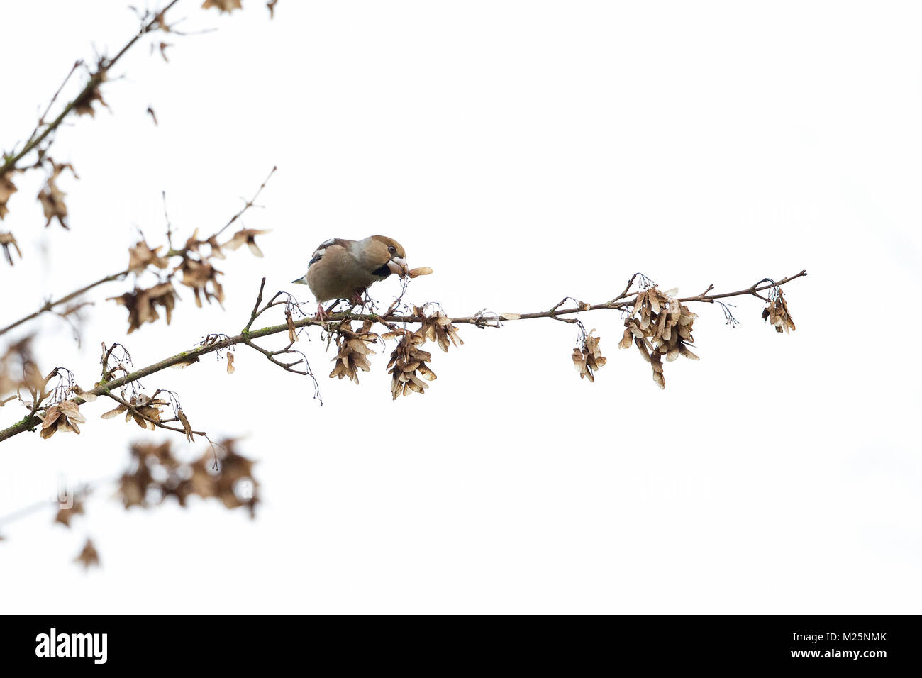 Hawfinch (Coccothraustes coccothraustes) Foto Stock