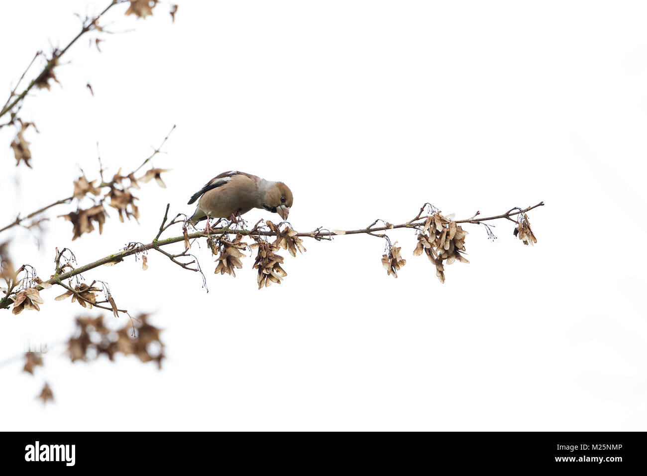Hawfinch (Coccothraustes coccothraustes) Foto Stock