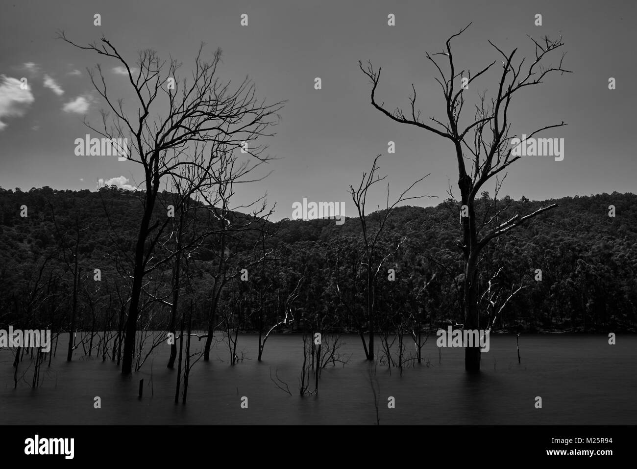 Gli alberi morti nel lago artificiale della diga Hinze, Gold Coast, Australia. Foto Stock